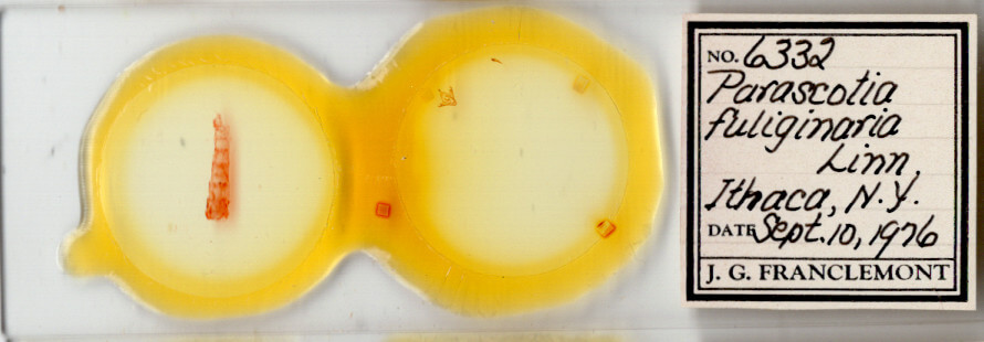 slide view of adult Parascotia fuliginaria