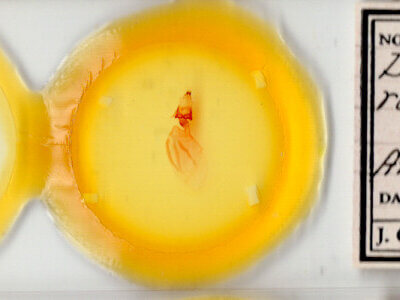 slide view of adult Dypterygia rozmani