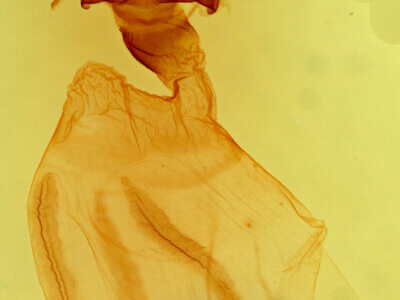 genitalia view of adult Dypterygia rozmani