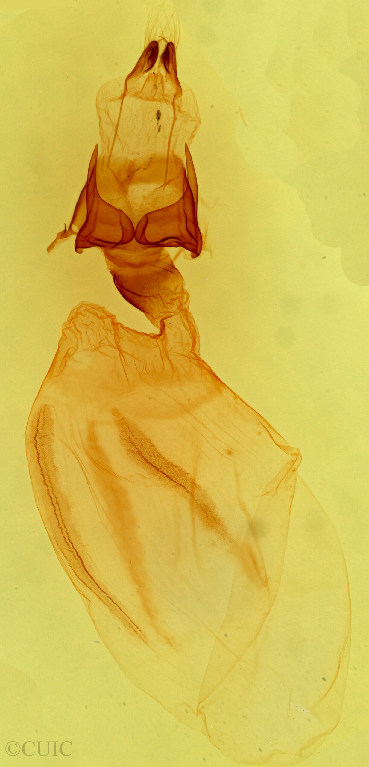 genitalia view of adult Dypterygia rozmani