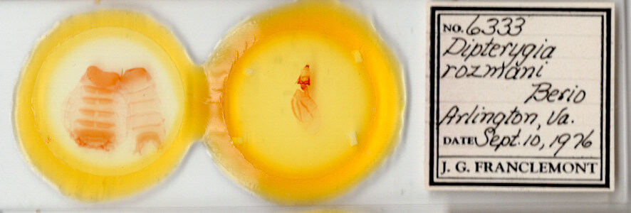 slide view of adult Dypterygia rozmani