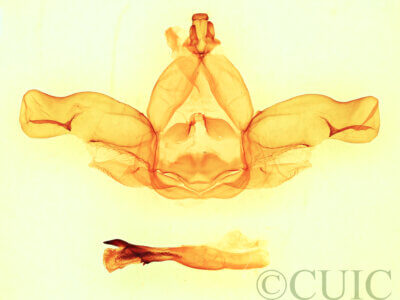 genitalia view of adult Nadata syndroma n. sp.