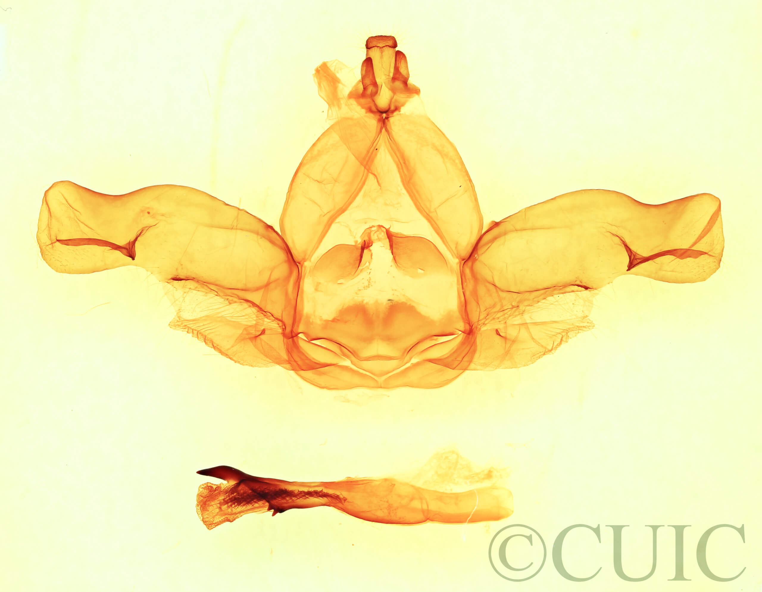 genitalia view of adult Nadata syndroma n. sp.