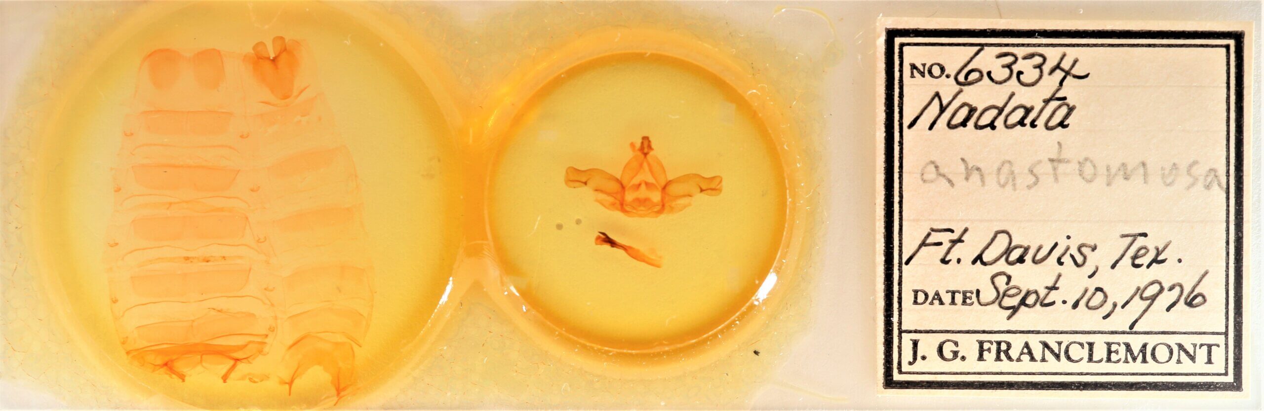 slide view of adult Nadata syndroma n. sp.