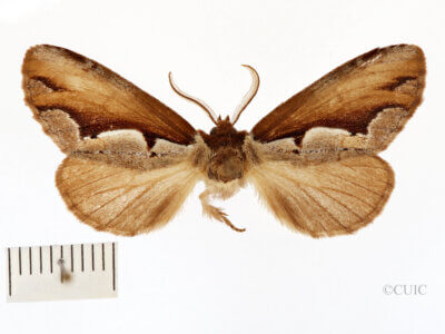 dorsal view of adult Nerica bidentata