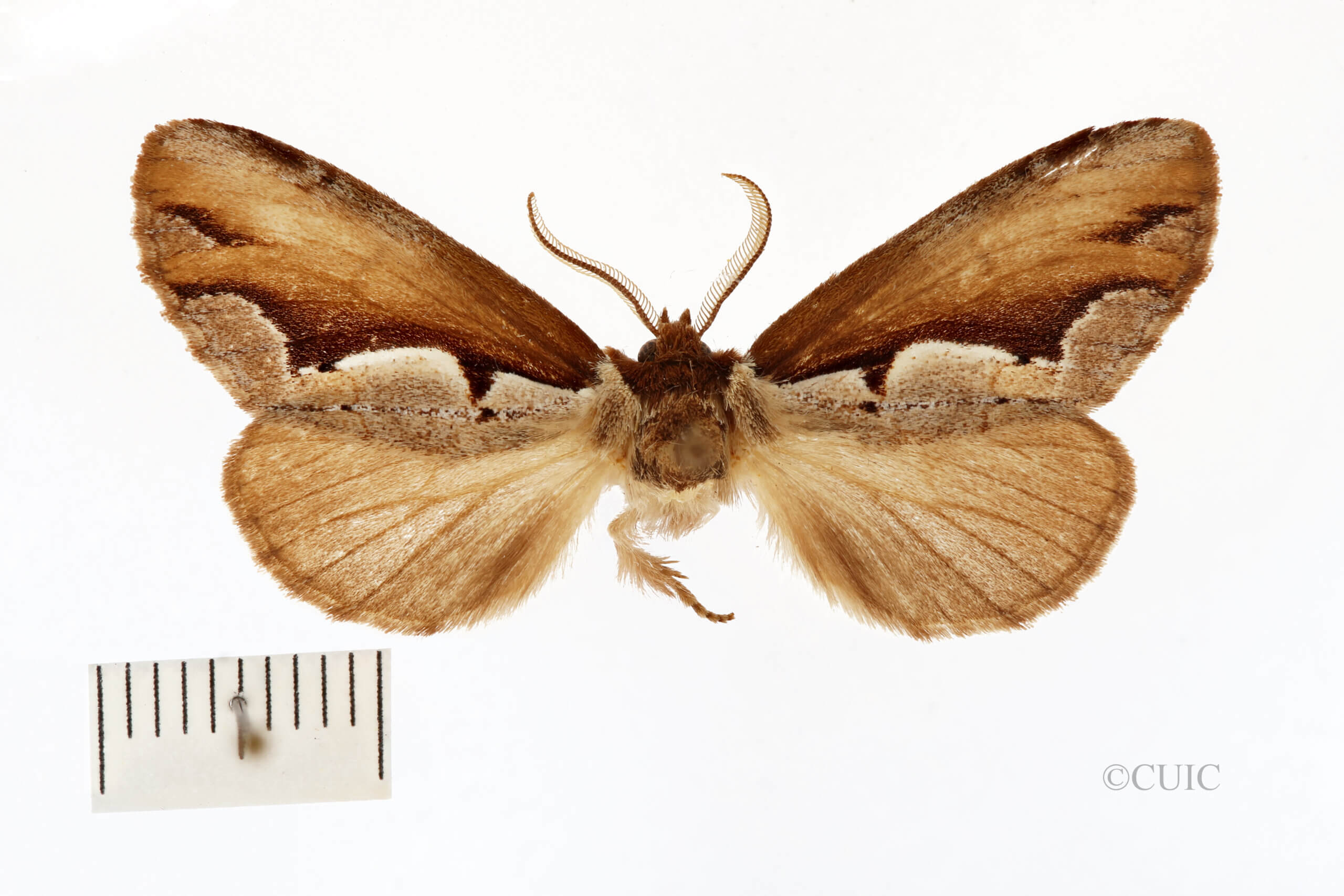 dorsal view of adult Nerica bidentata