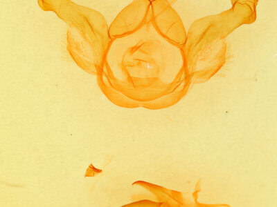 genitalia view of adult Nerica bidentata