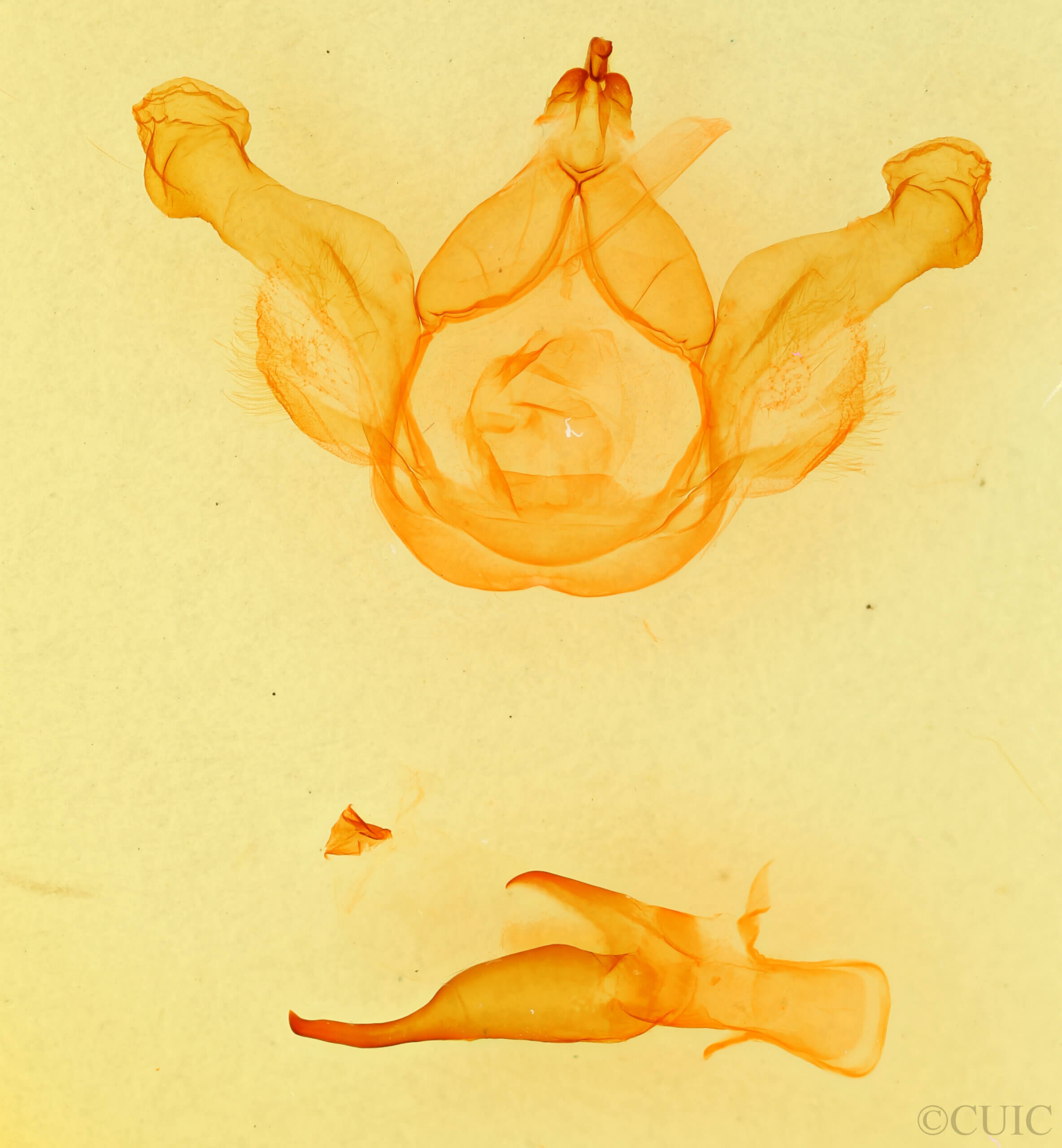genitalia view of adult Nerica bidentata