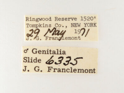 label view of adult Nerica bidentata