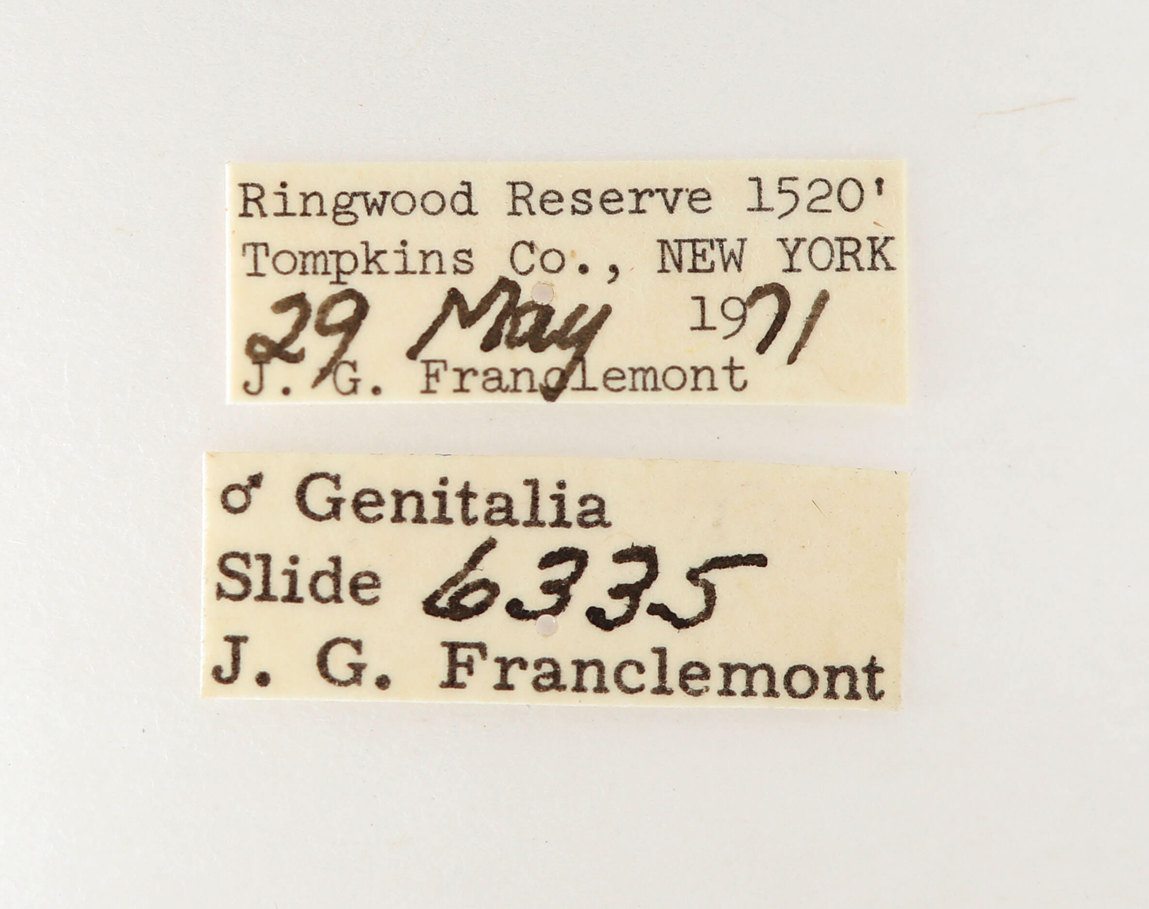 label view of adult Nerica bidentata