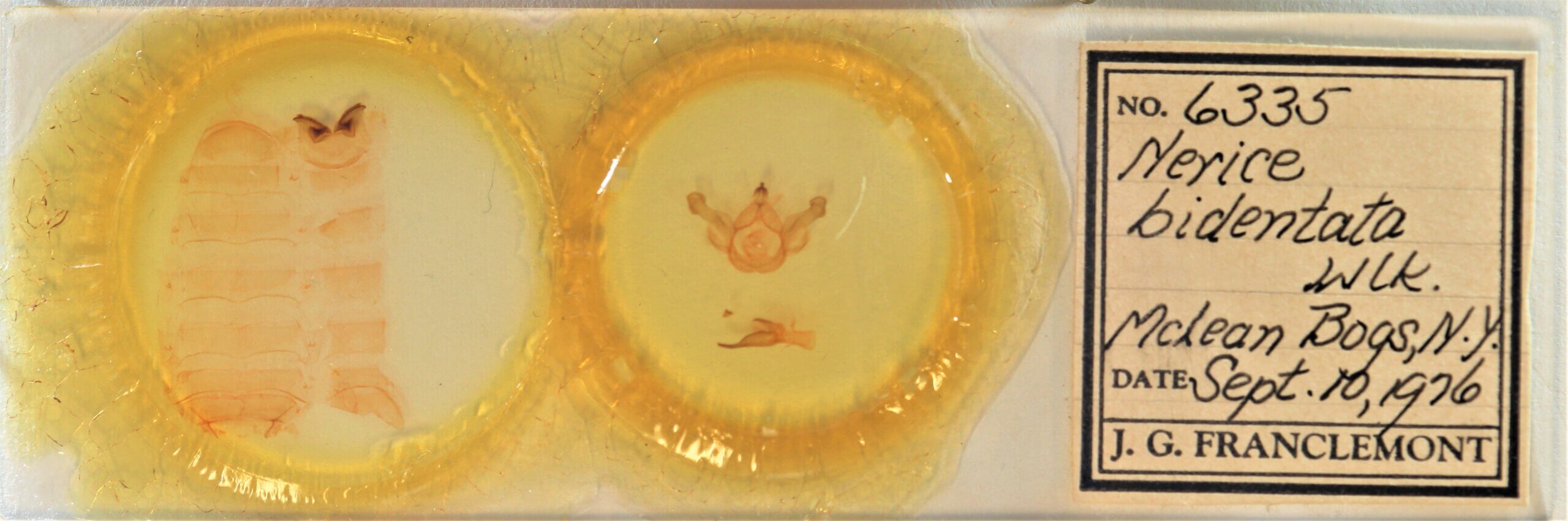 slide view of adult Nerica bidentata