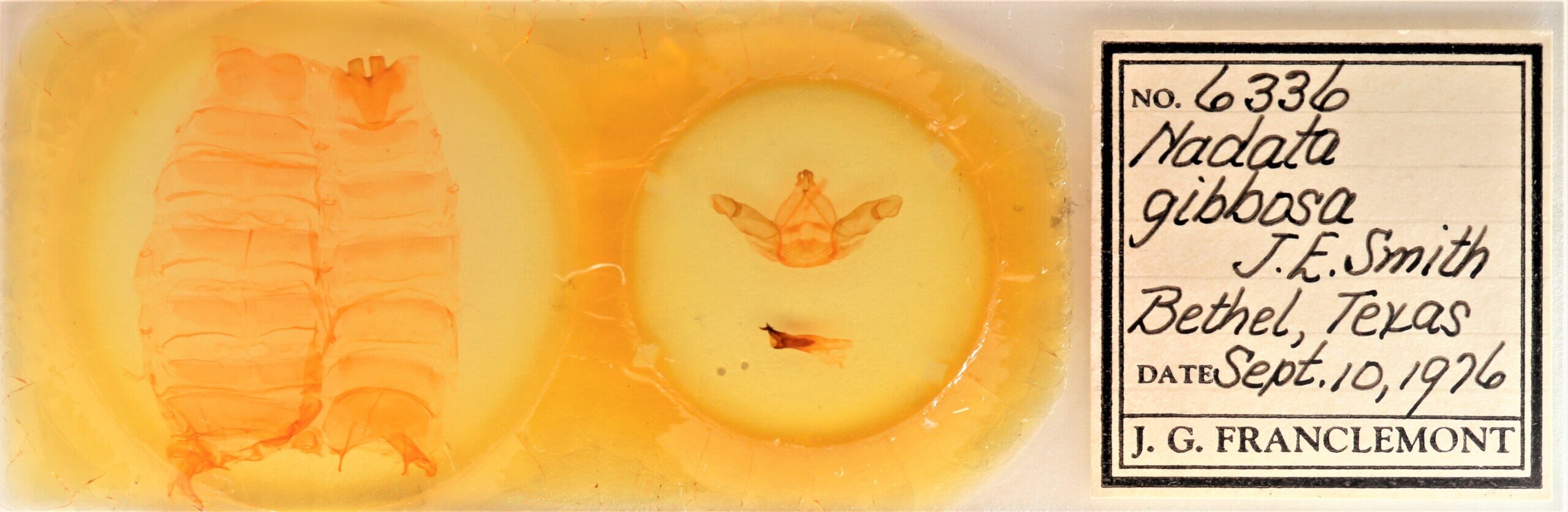 slide view of adult Nadata gibbosa