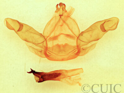 genitalia view of adult Nadata gibbosa