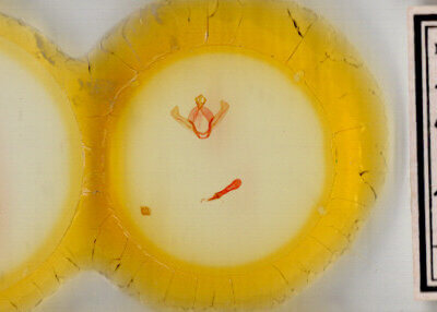 slide view of adult Hyparpax aurostriata