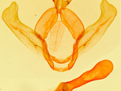 genitalia view of adult Hyparpax aurostriata