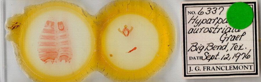 slide view of adult Hyparpax aurostriata