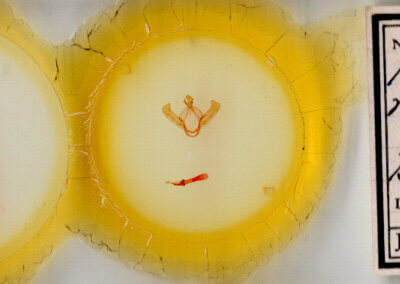 slide view of adult Hyparpax minor