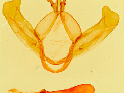 genitalia view of adult Hyparpax minor