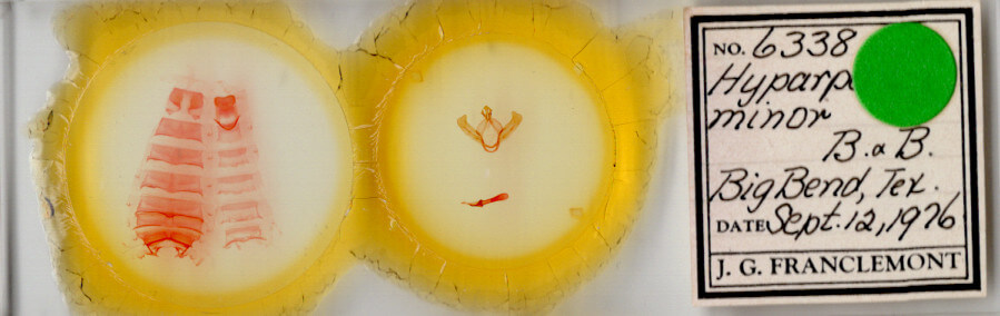 slide view of adult Hyparpax minor