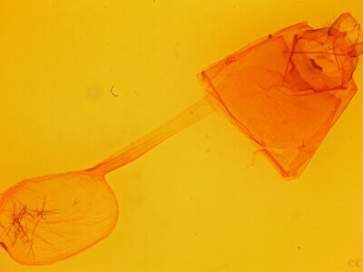 genitalia view of adult Pseudhapigia brunnea