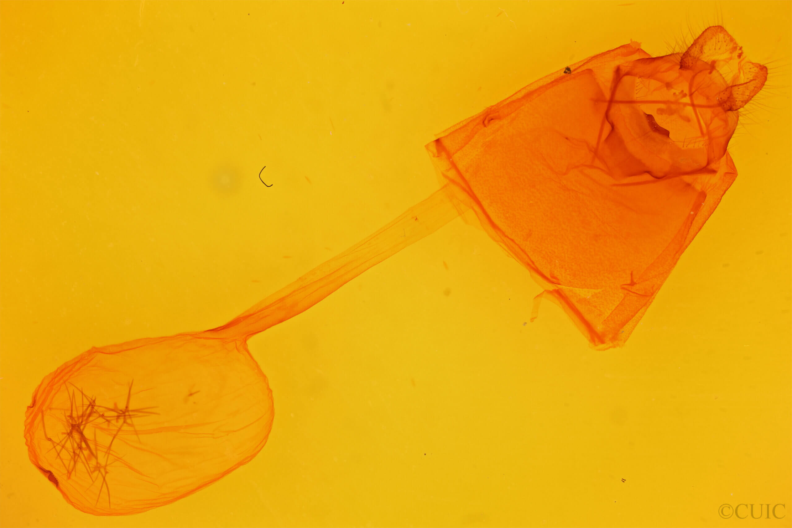 genitalia view of adult Pseudhapigia brunnea