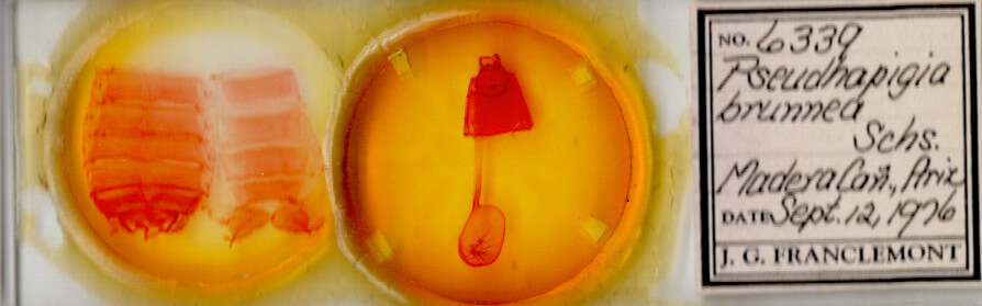 slide view of adult Pseudhapigia brunnea