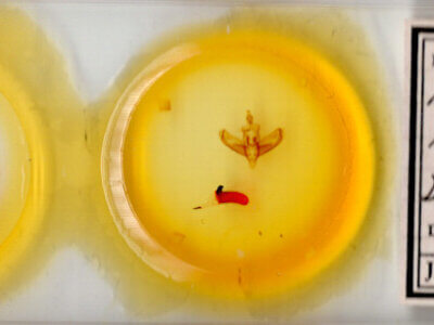 slide view of adult Panthea virginarius