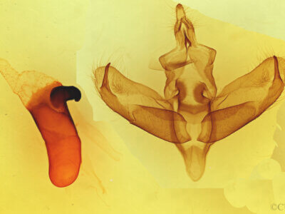 genitalia view of adult Panthea virginarius