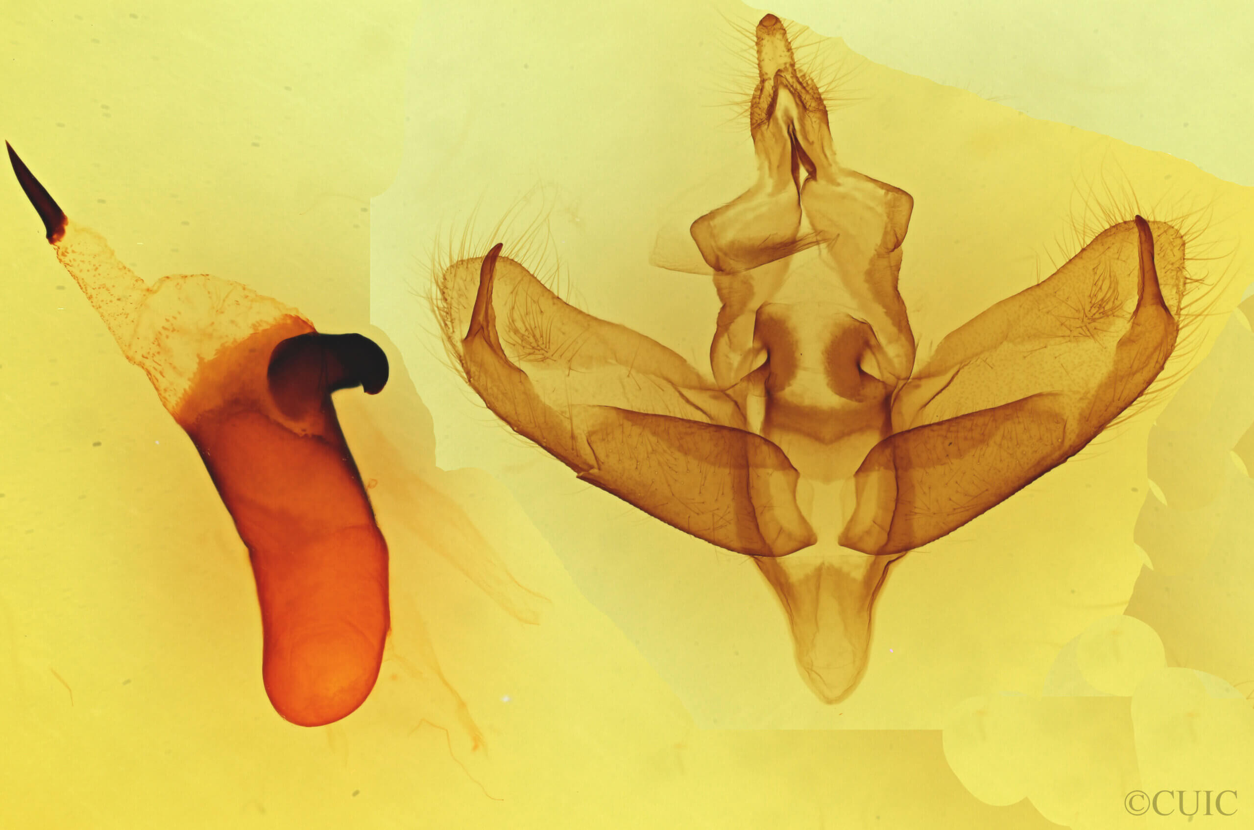 genitalia view of adult Panthea virginarius