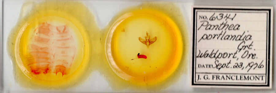 slide view of adult Panthea virginarius