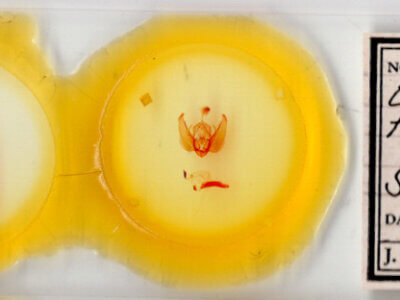 slide view of adult Orthodes furtiva