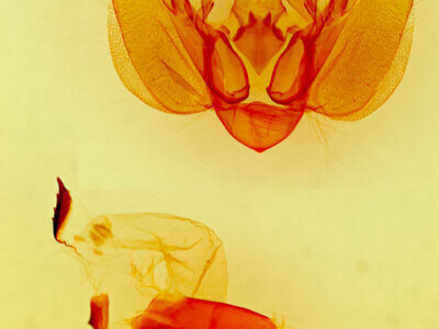 genitalia view of adult Orthodes furtiva