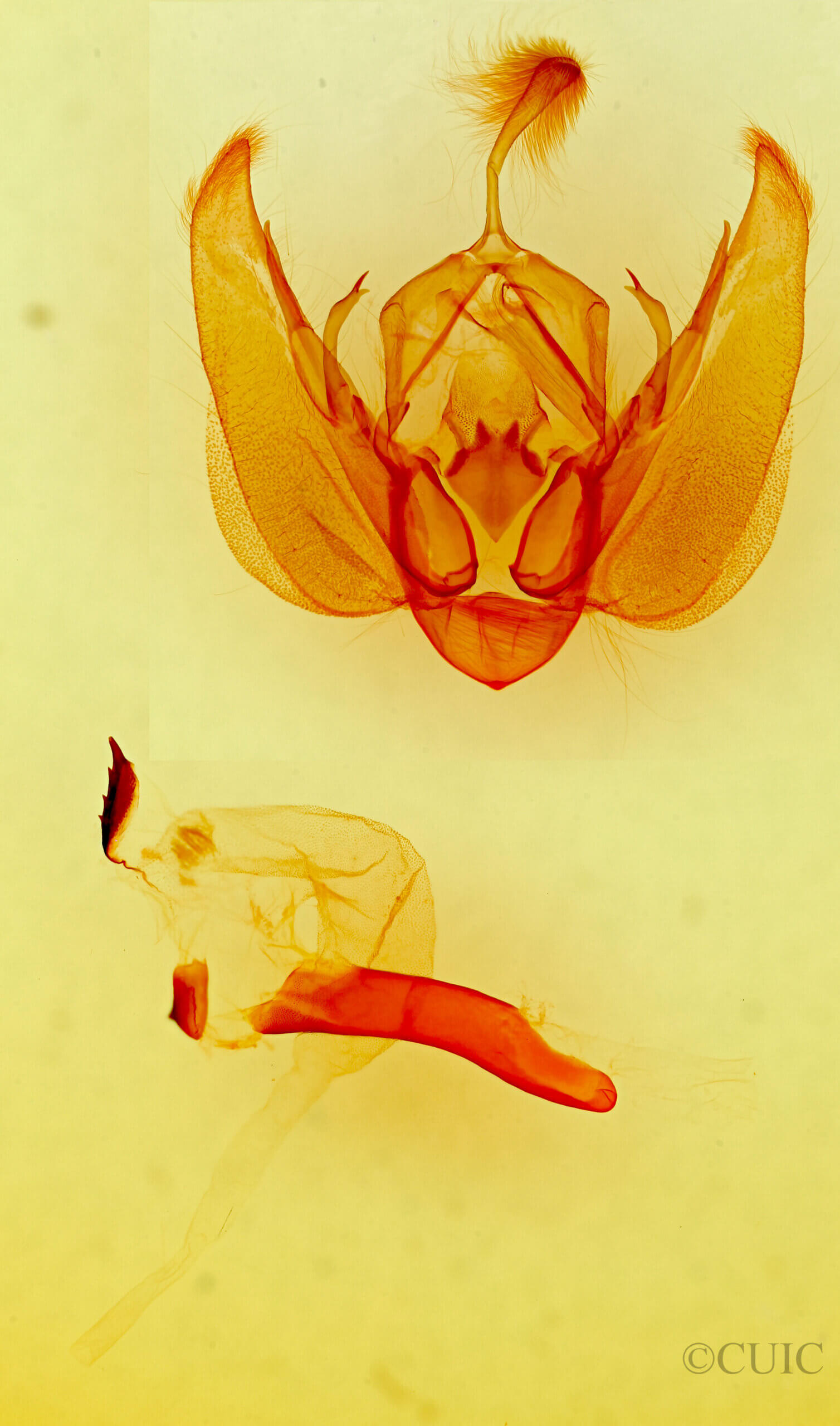 genitalia view of adult Orthodes furtiva