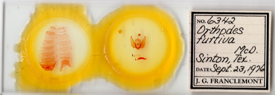 slide view of adult Orthodes furtiva