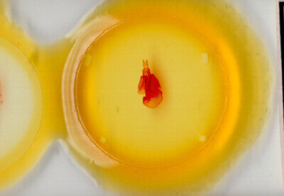 slide view of adult Orthodes sp.