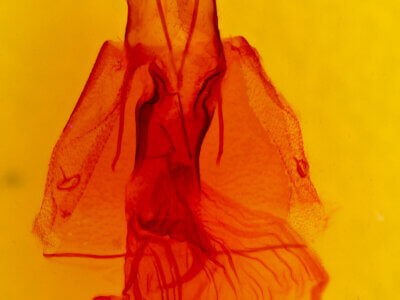 genitalia view of adult Orthodes sp.