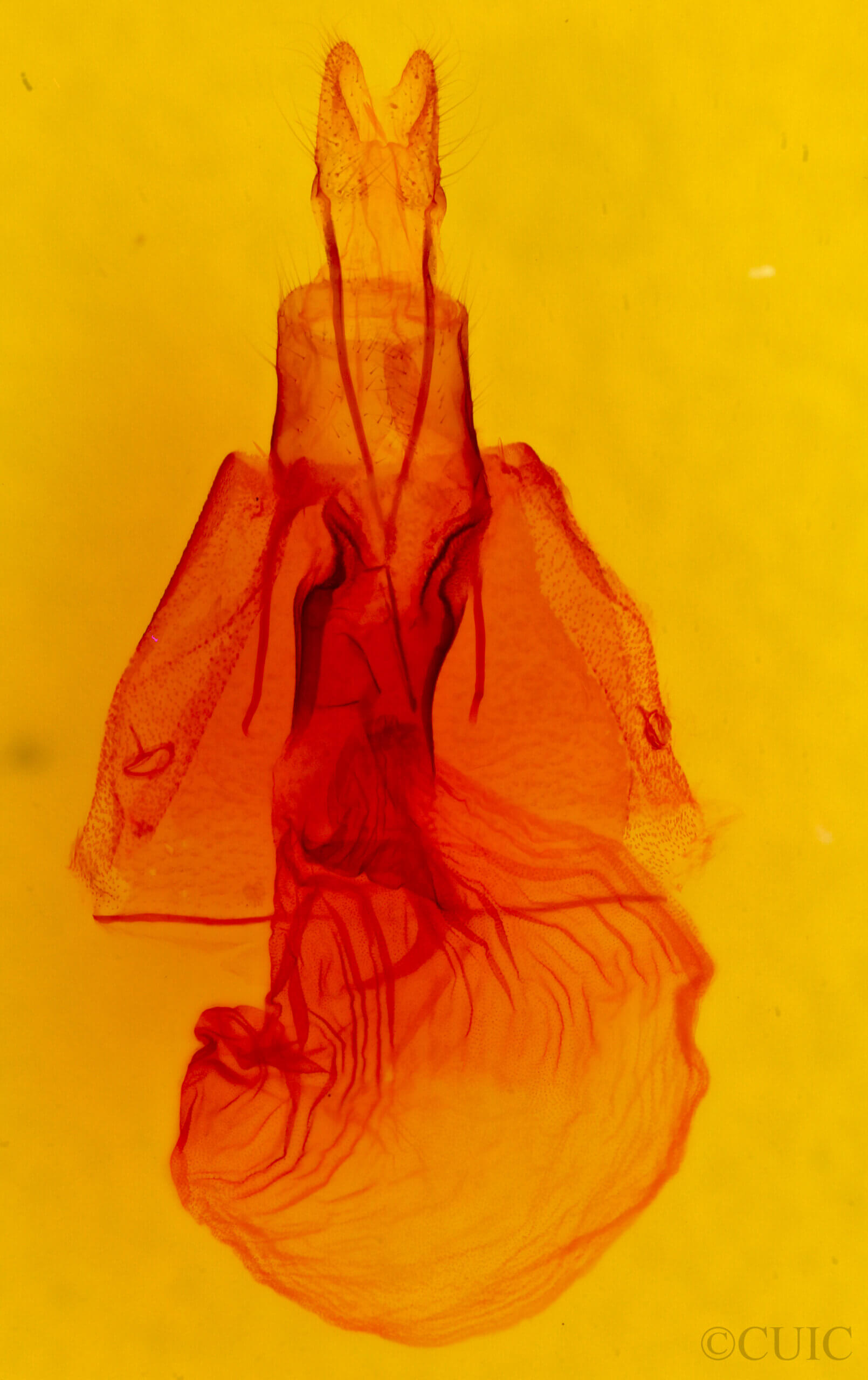 genitalia view of adult Orthodes sp.