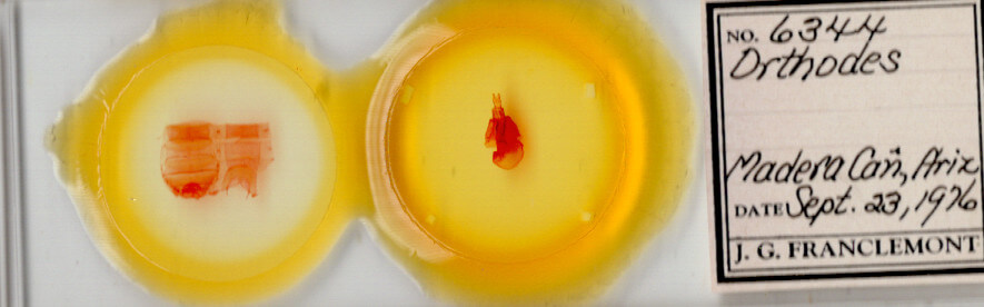 slide view of adult Orthodes sp.