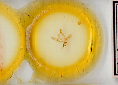 slide view of adult Paraeschra tortuosa