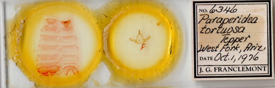 slide view of adult Paraeschra tortuosa