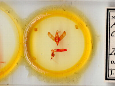 slide view of adult Sympistis chionanthi