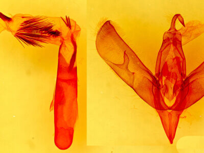 genitalia view of adult Sympistis chionanthi