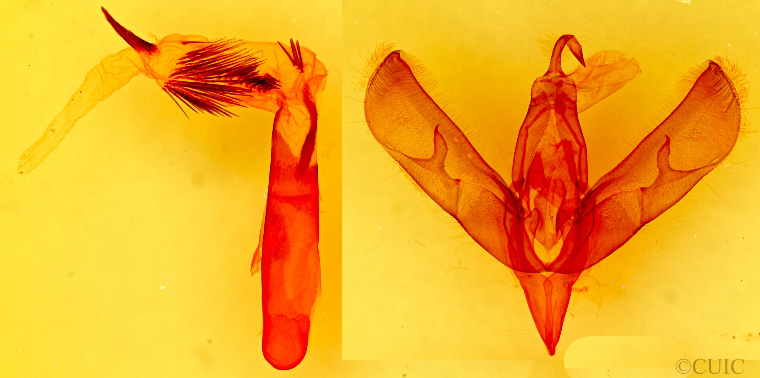 genitalia view of adult Sympistis chionanthi