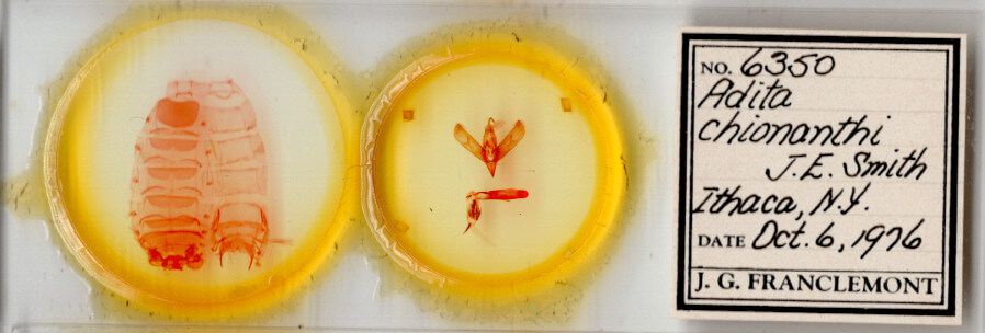 slide view of adult Sympistis chionanthi