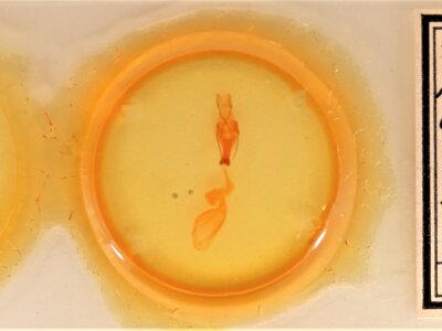 slide view of adult Sympistis chionanthi