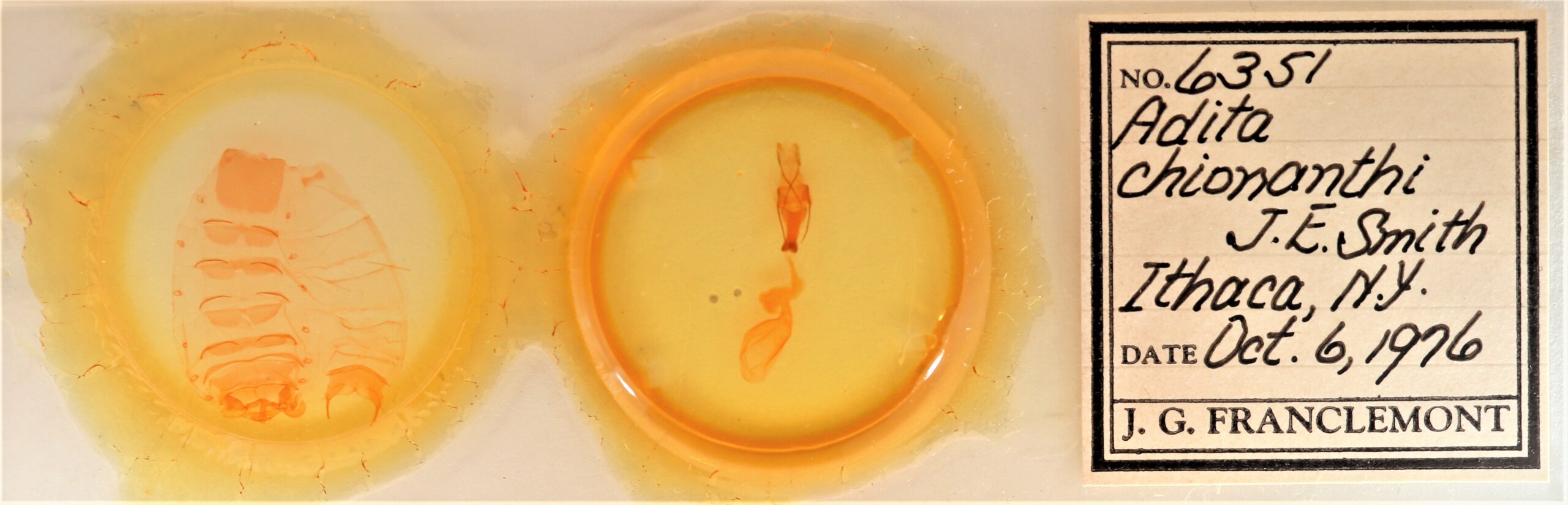 slide view of adult Sympistis chionanthi