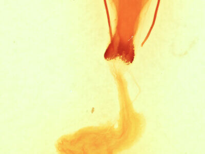 genitalia view of adult Sympistis chionanthi