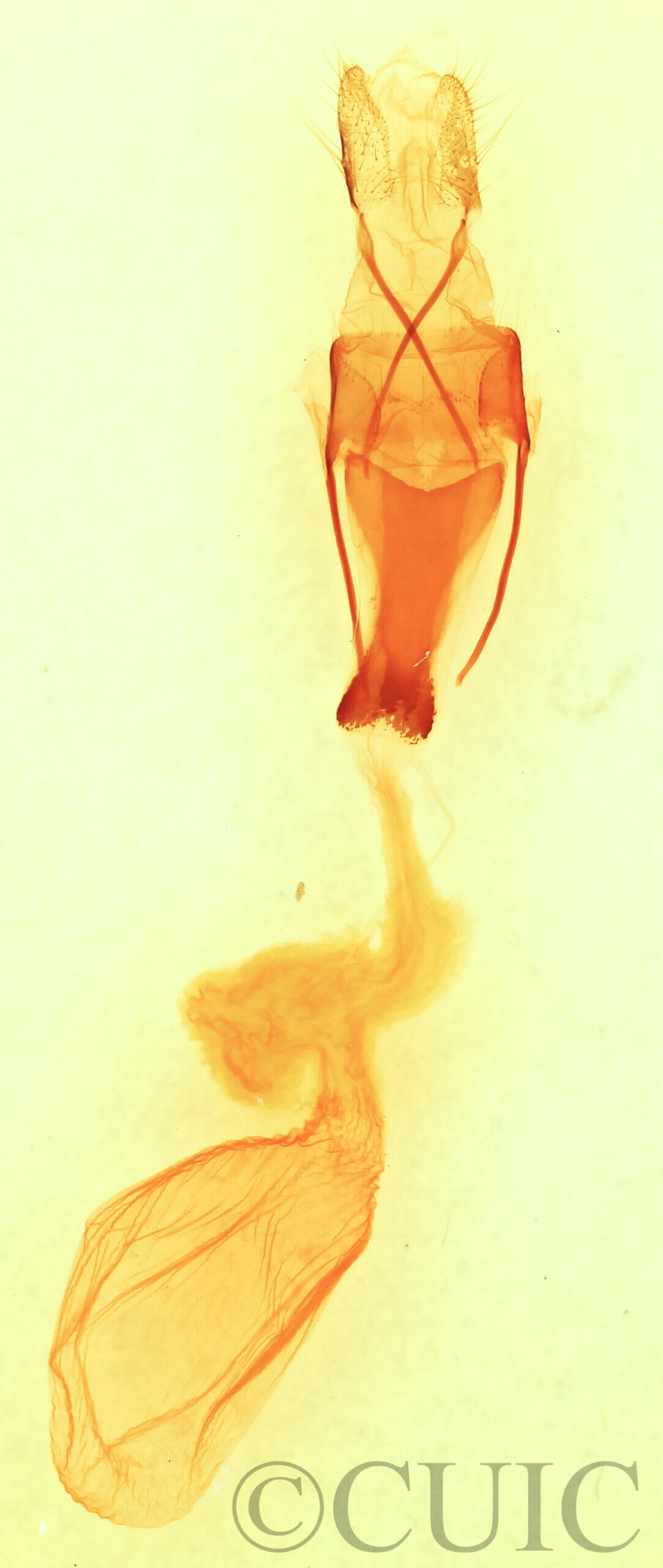 genitalia view of adult Sympistis chionanthi
