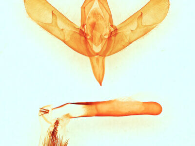 genitalia view of adult Sympistis chionanthi