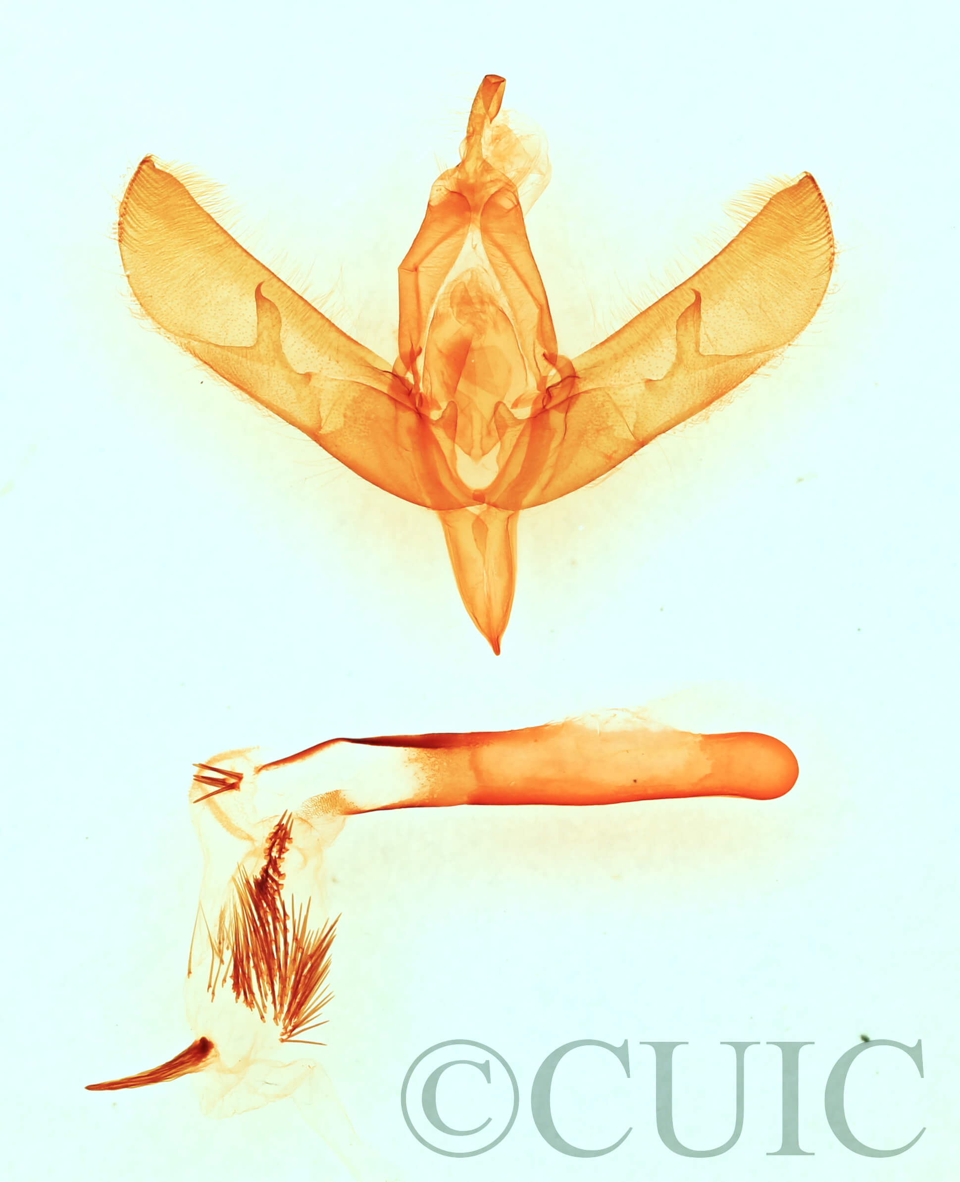 genitalia view of adult Sympistis chionanthi